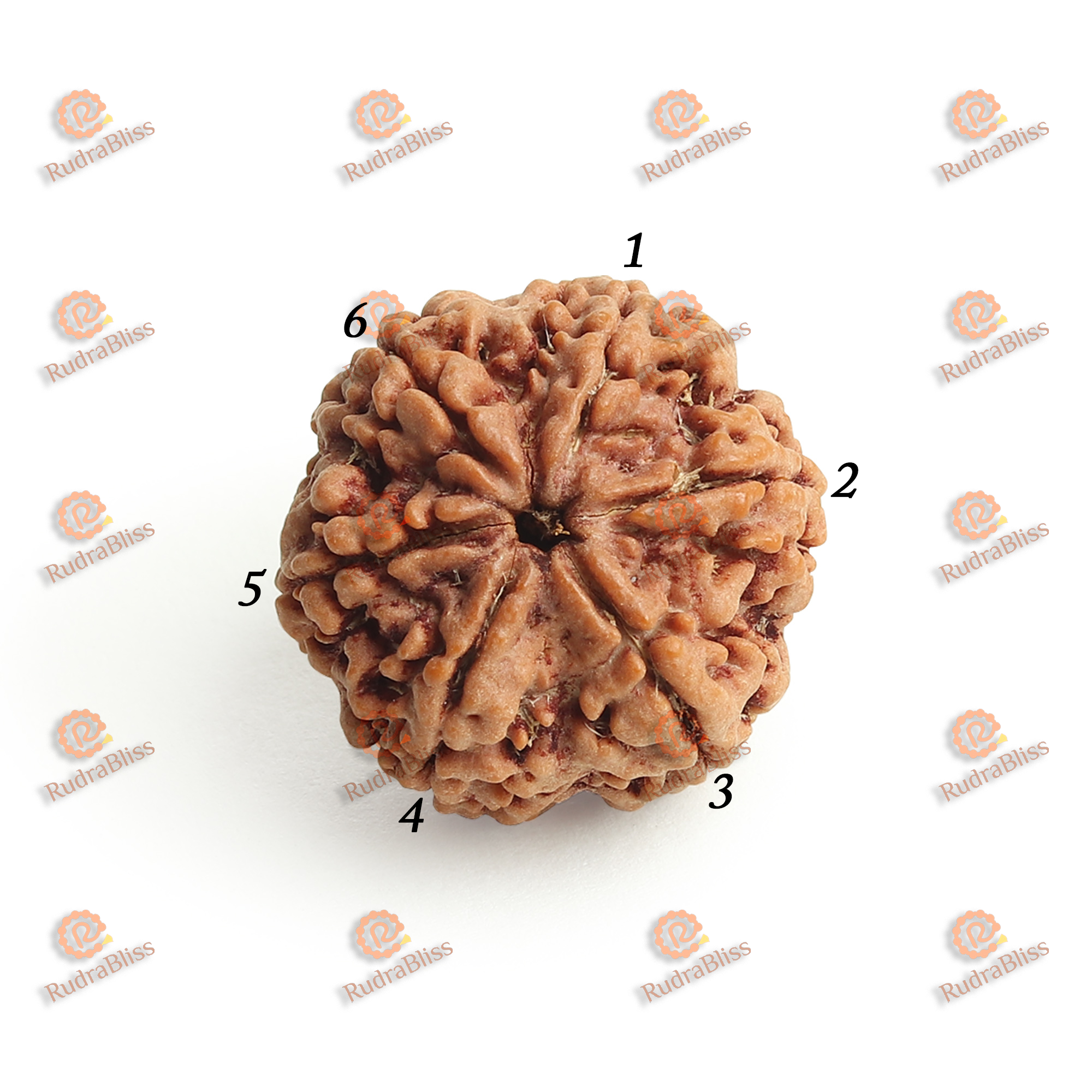 6 Mukhi Rudraksha Nepal - 18mm-20mm
