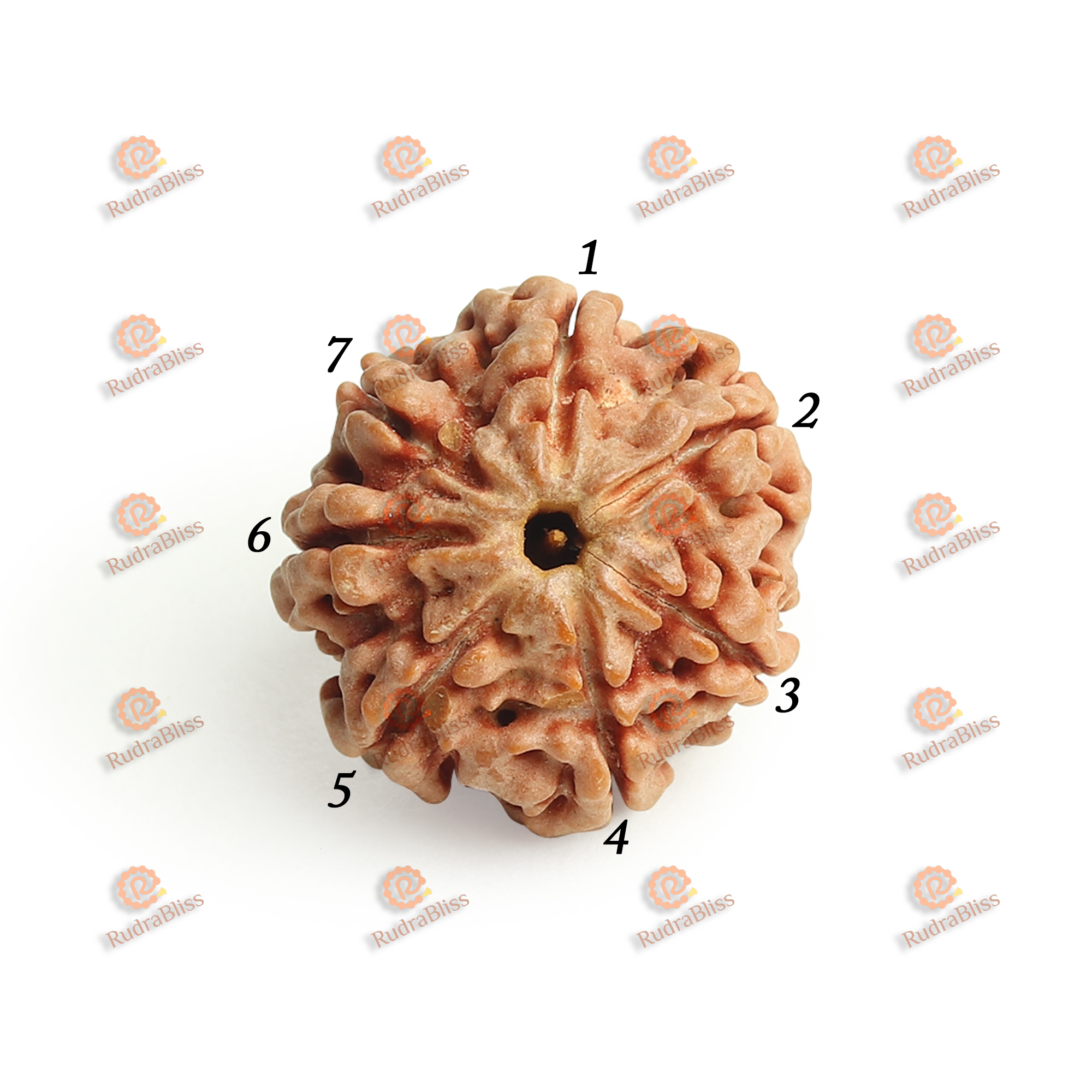 7 Mukhi Rudraksha Nepal - 20mm Size