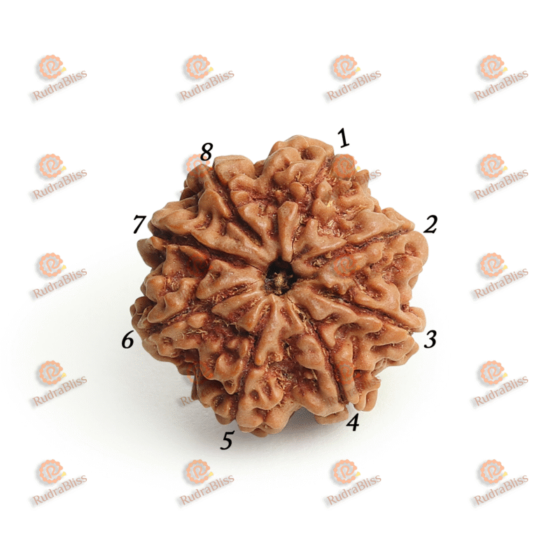 Natural Nepal 8 Mukhi Rudraksha 16-18mm
