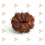 9 Mukhi Rudraksha - Nepal - 15mm Size
