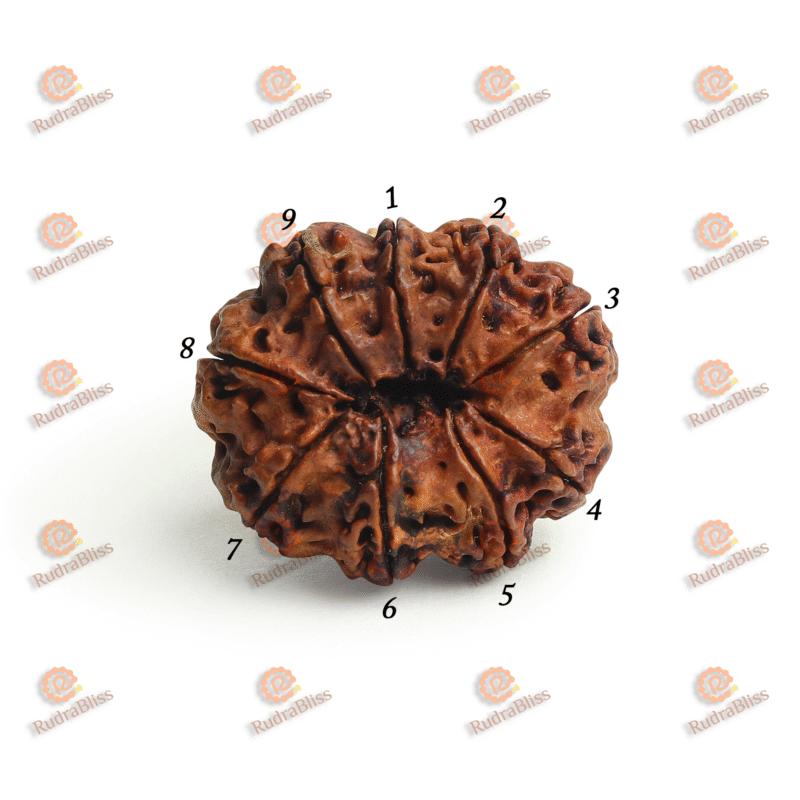 9 Mukhi Rudraksha - Nepal - 15mm Size