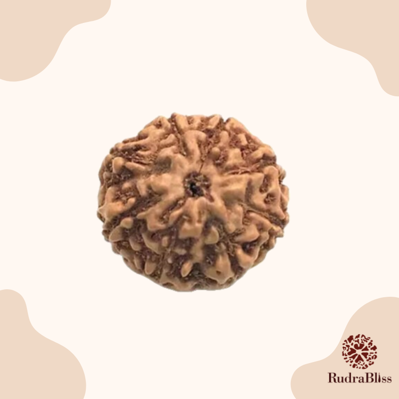 8 Mukhi Rudraksha - Indonesia - 8mm Size - view 3