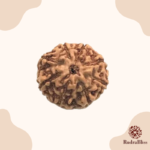 8 Mukhi Rudraksha - Indonesia - 20mm - view 4
