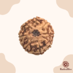 8 Mukhi Rudraksha - Indonesia - 20mm - view 3