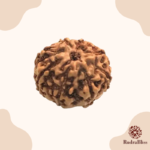 8 Mukhi Rudraksha - Indonesia - 20mm - view 2