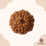 7 Mukhi Rudraksha - Indonesia - 13mm Size