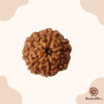 7 Mukhi Rudraksha - Indonesia - 13mm Size - view 2