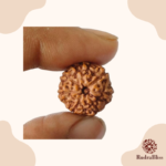7 Mukhi Rudraksha - Indonesia - 13mm Size - view 4