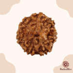 7 Mukhi Rudraksha - Indonesia - 13mm Size - view 3