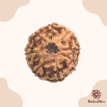 8 Mukhi Rudraksha - Indonesia - 21mm Size