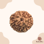 8 Mukhi Rudraksha - Indonesia - 8mm Size
