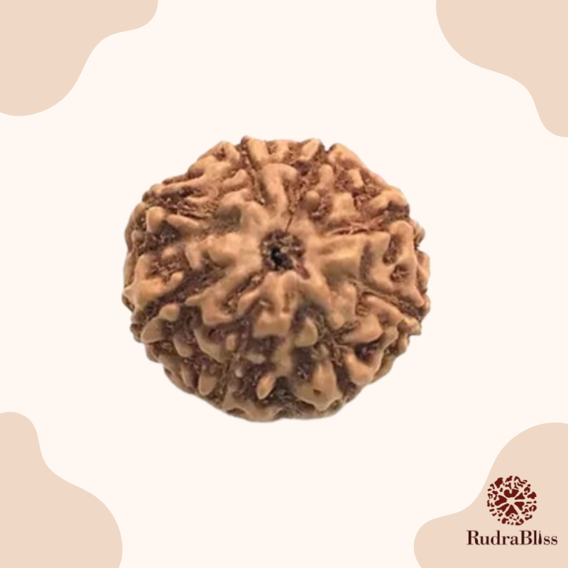 8 Mukhi Rudraksha - Indonesia - 8mm Size