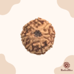 8 Mukhi Rudraksha - Indonesia - 8mm Size - view 2