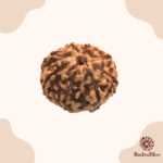8 Mukhi Rudraksha - Indonesia - 8mm Size - view 4