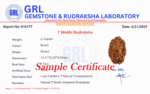 7 Mukhi Rudraksha - Indonesia - 13mm Size - view 5