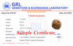 7 Mukhi Rudraksha - Indonesia - 15mm - view 5