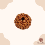 9 Mukhi Rudraksha - Indonesia - 8mm - view 3
