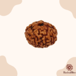 9 Mukhi Rudraksha - Indonesia - 8mm - view 5