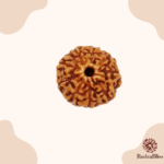 9 Mukhi Rudraksha - Indonesia - 8mm - view 4