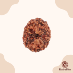 12 Mukhi Rudraksha- Indonesia - 17mm Size
