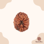 12 Mukhi Rudraksha- Indonesia - 17mm Size - view 2