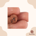 12 Mukhi Rudraksha- Indonesia - 17mm Size - view 3