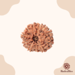 11 Mukhi Rudraksha - Indonesia
