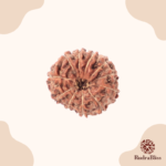 11 Mukhi Rudraksha - Indonesia - view 2