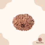 11 Mukhi Rudraksha - Indonesia - view 3