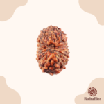 15 Mukhi Rudraksha - Indonesia - 19mm Size