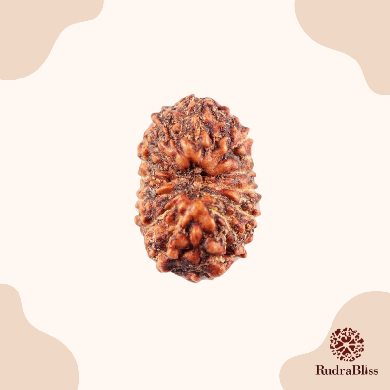 15 Mukhi Rudraksha - Indonesia - 19mm Size