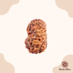15 Mukhi Rudraksha - Indonesia - 19mm Size - view 2