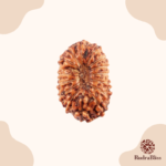 15 Mukhi Rudraksha - Indonesia - 19mm Size - view 3