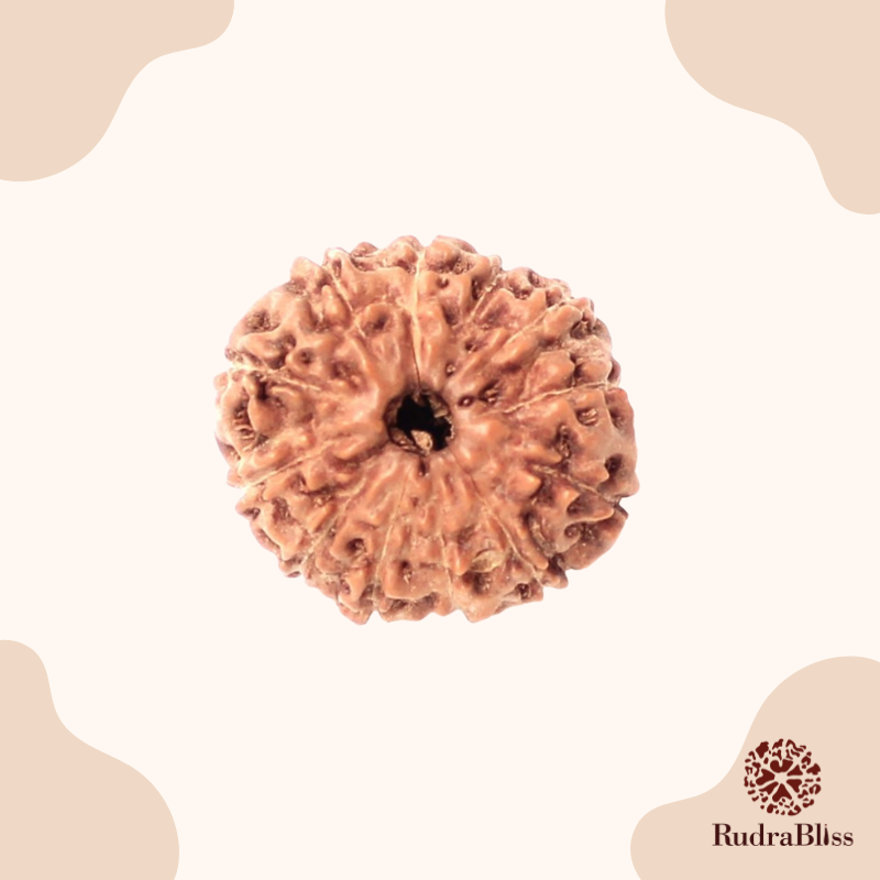 12 Mukhi Rudraksha - Indonesia - 16mm