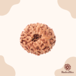 12 Mukhi Rudraksha - Indonesia - 16mm - view 2