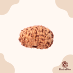 12 Mukhi Rudraksha - Indonesia - 16mm - view 3