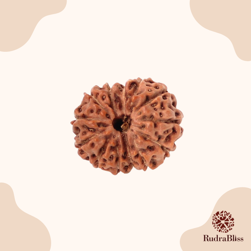 12 Mukhi Rudraksha bead - Nepali collection
