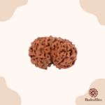 12 mukhi rudraksha - Indonesia - 14mm size - view 2