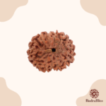 12 mukhi rudraksha - Indonesia - 14mm size - view 3