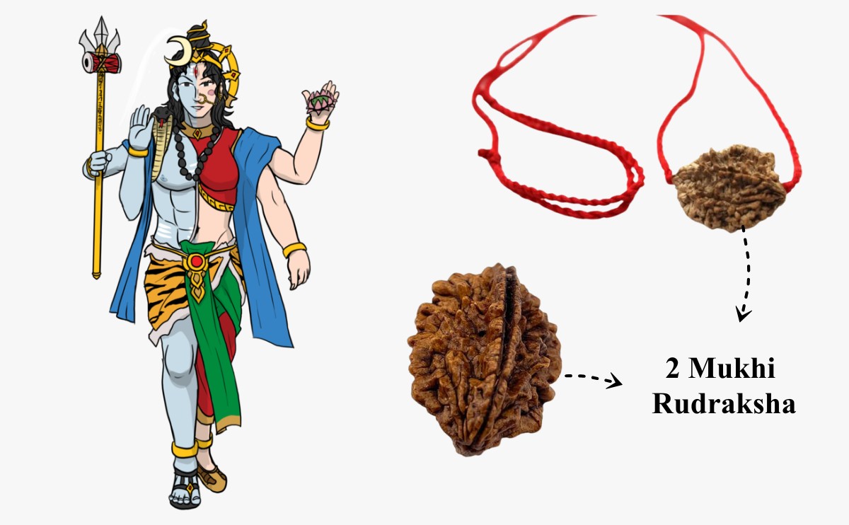 2Mukhi Rudraksha Beads