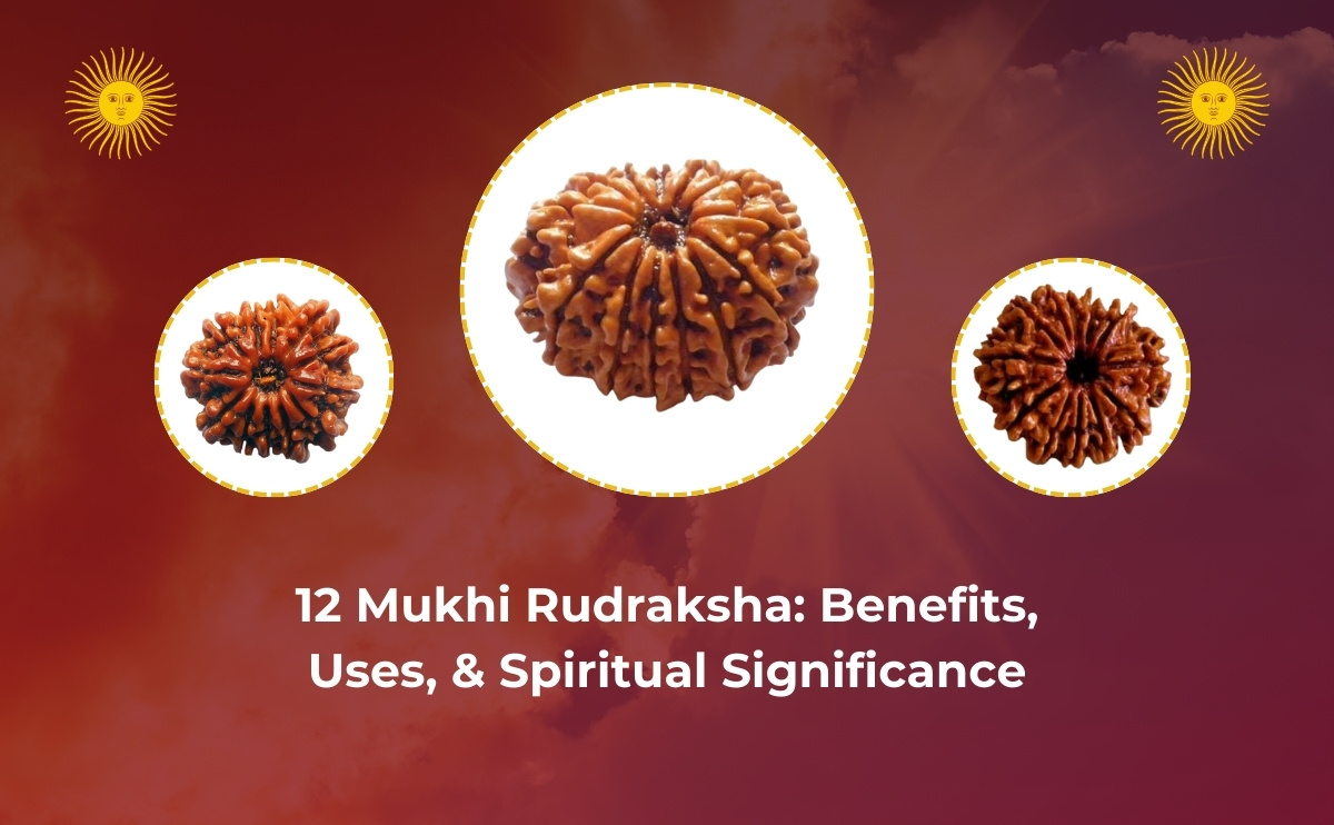 12 Mukhi Rudraksha