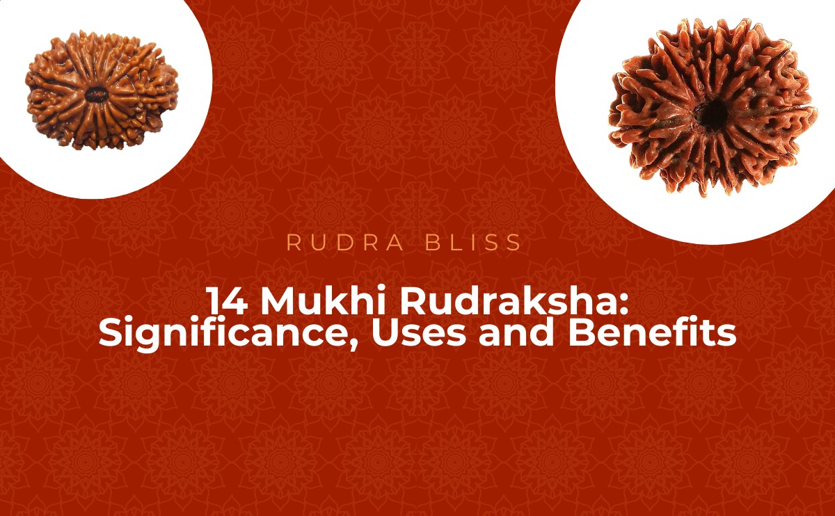14 Mukhi Rudraksha