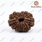14 Mukhi Rudraksha - Nepal - 24.64 mm Size