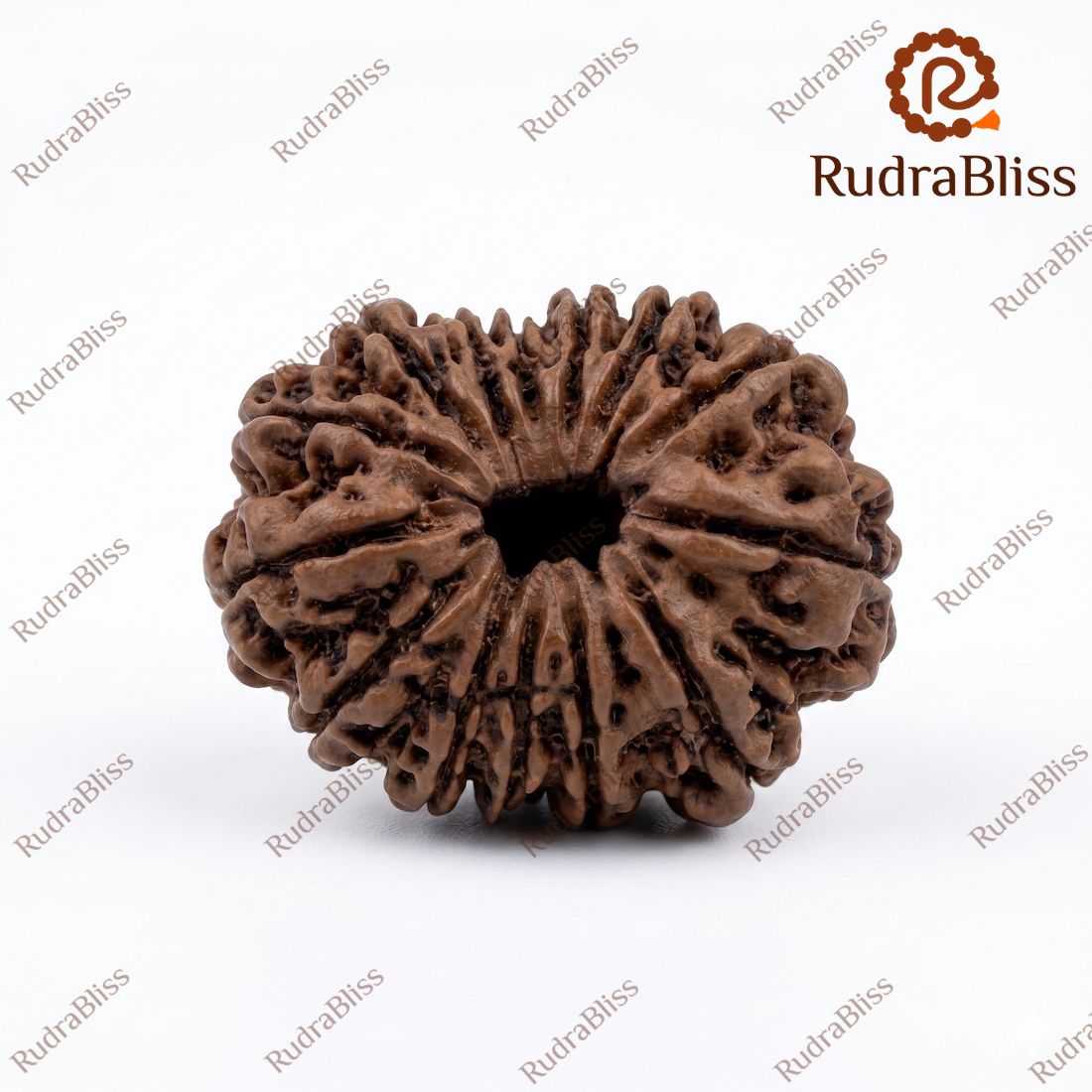 14 Mukhi Rudraksha - Nepal - 24.64 mm Size