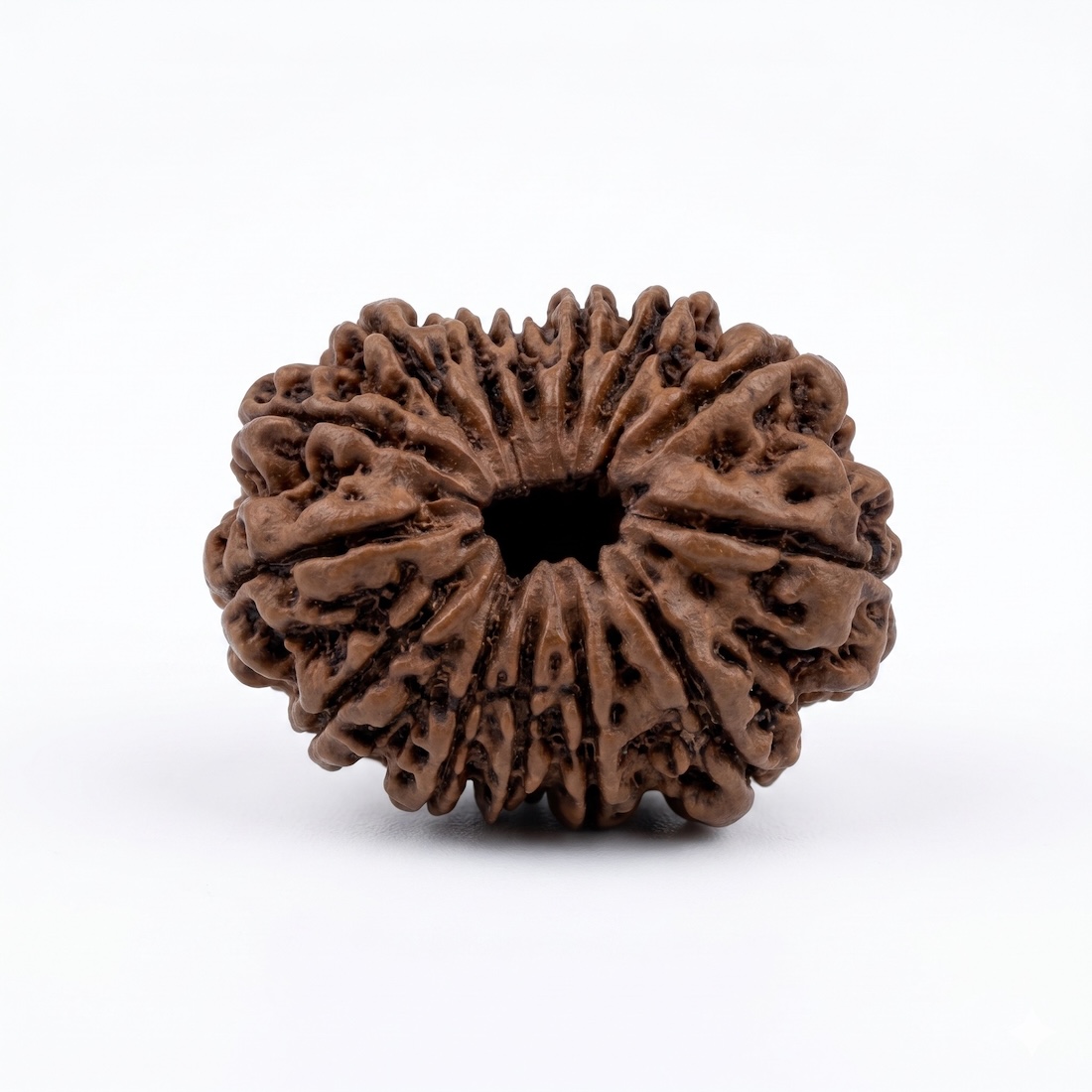 14 Mukhi Front GEM