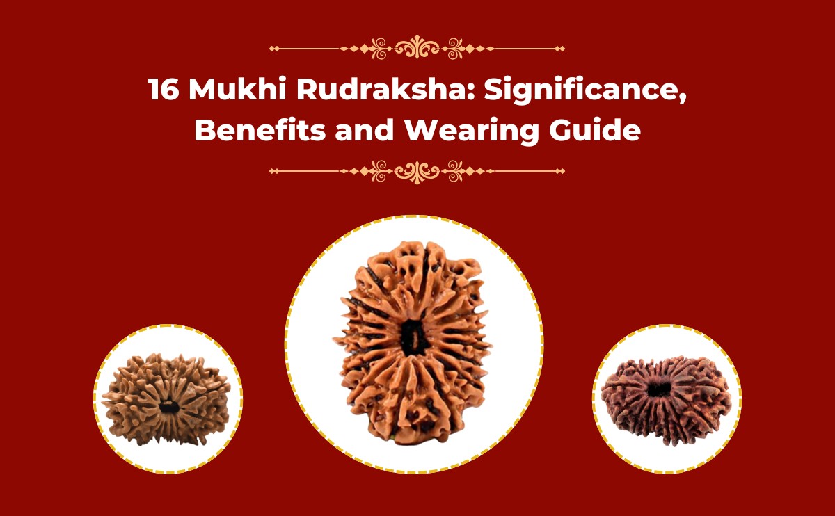 16 mukhi rudraksha