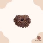 14 Mukhi Rudraksha - Nepal - 28mm Size