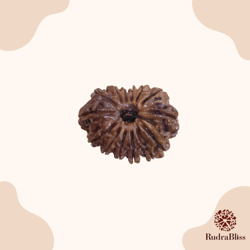 14 Mukhi Rudraksha 28mm 14 Mukhi Rudraksha - Nepal - 28mm Size