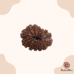 14 Mukhi Rudraksha - Nepal - 28mm Size - view 2