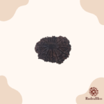 15 Mukhi Rudraksha - Nepal - 26mm Size